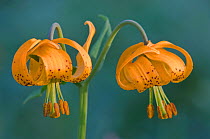 Columbia Lily (Lilium columbianum) Olympic NP, Washington, USA,