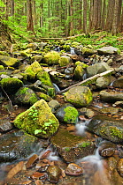 Mountain stream in old growth forest at Sol Duc, Olympic NP, Washington, USA, July 2009
