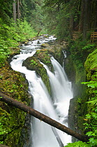 Sol Duc Falls, Forest at Sol Duc, Olympic NP, Washington, USA, July 2009