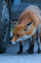 Urban Red fox (Vulpes vulpes) sniffing car tyre, London, UK, May 2009