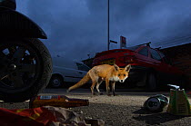 Urban Red fox (Vulpes vulpes) near parked vehicles with litter on the ground, London, May 2009