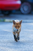 Urban Red fox (Vulpes vulpes) walking down road, London, May 2009