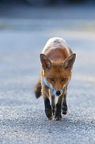 Urban Red fox (Vulpes vulpes) walking, London, May 2009