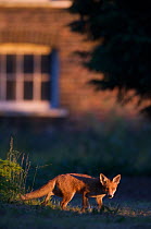 Urban Red fox (Vulpes vulpes) in front of house, London, May 2009