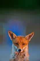 Urban Red fox (Vulpes vulpes) portrait, London, May 2009