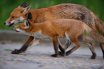 Urban Red fox (Vulpes vulpes) juvenile and adult, London, May 2009