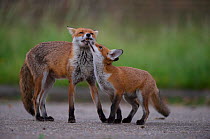 Urban Red fox (Vulpes vulpes) cub interacting with mother, London, May 2009