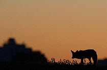 Urban Red fox (Vulpes vulpes) silhouetted at dusk, London, May 2009