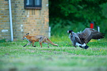 Canada goose (Branta canadensis) chasing off urban Red fox (Vulpes vulpes) London, May 2009