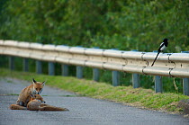 Two Urban Red foxes (Vulpes vulpes) at the edge of a road, with a Magpie (Pica pica) perched on roadside barrier, London, May 2009