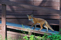 Urban Red fox (Vulpes vulpes) walking up ramp, London, May 2009