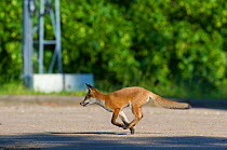 Urban Red fox (Vulpes vulpes) running, London, May 2009