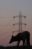 Urban Red fox (Vulpes vulpes) silhouetted with an electricity pylon in the distance, London, May 2009