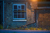 Urban Red fox (Vulpes vulpes) carrying a dead Grey squirrel (Sciurus carolinensis) London, May 2009
