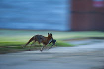 Urban Red fox (Vulpes vulpes) running carrying a dead Grey squirrel (Sciurus carolinensis) London, May 2009