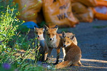 Urban Red fox (Vulpes vulpes) with two cubs, London, June 2009