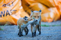 Urban Red fox (Vulpes vulpes) cub sniffing adults nose, London, June 2009