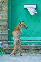 Urban Red fox (Vulpes vulpes) on doorstep with newspaper hanging out of letter box, London, June 2009