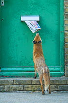 Urban Red fox (Vulpes vulpes) sniffing newspaper hanging out of letter box, London, June 2009