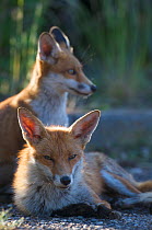 Urban Red foxes (Vulpes vulpes) resting in sun, London, June 2009