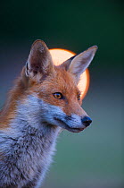 Urban Red fox (Vulpes vulpes) portrait, with light behind, London, June 2009