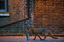 Urban Red fox (Vulpes vulpes) with head in tin can, London, June 2009