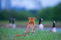 Urban Red fox (Vulpes vulpes) sitting watching Canada geese (Branta canadensis) London, June 2009