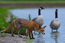 Urban Red fox (Vulpes vulpes) at waters edge near two Canada geese (Branta canadensis) London, June 2009