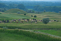 Person in field with grazing cattle, Moldova, June 2009