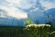Speckled bush cricket (Leptophyes punctatissima) on Umbelliferae, Thousand Hills regions, North west Moldova, June 2009