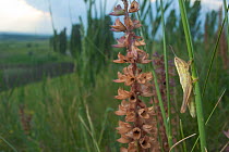 Grasshopper (Chrysochraon brachytpera) on grass, Thousand Hills region, North West Moldova, June 2009