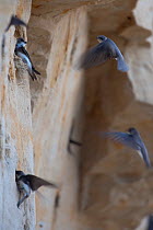 Sand martins (Riparia riparia) flying to nests in holes in cliff, Moldova, June 2009