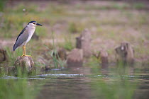 Black crowned night heron (Nycticorax nycticorax) perched on rock by water, Lake Belau, Moldova, June 2009