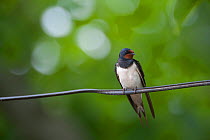 Barn swallow (Hirundo rustica) perched on wire, Moldova, June 2009