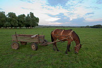 Horse feeding with a traditional horse drawn-cart, Central Moldova, June 2009