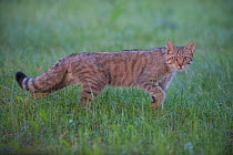 Wild cat (Felis silvestris) walking, Codrii Forest Reserve, Moldova, June 2009