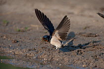 Barn swallow (Hirundo rustica) collecting mud, Moldova, July 2009