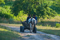 Two farmers in a traditional horse drawn cart near Codrii Reserve, Central Moldova, July 2009