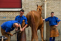 Two farriers from the Garde Républicaine (Republican Guard), part of the French Gendarmerie, shoe a Selle Français horse using the French technique, at the Caserne des Célestins, Paris, France. Oct...