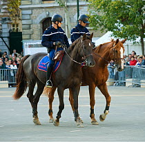 The Garde Républicaine (Republican Guard), part of the French Gendarmerie, mounted on Selle Français horses, patrolling the streets, Caserne des Célestins, Paris, France. October 2009
