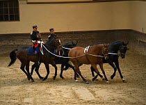 Mounted officers of the Garde Républicaine (Republican Guard), part of the French Gendarmerie, performing The Tandems mounted on Selle Français horse at the Caserne des Célestins, Paris, France. Oc...