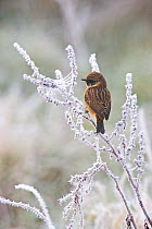 Common stonechat (Saxicola torquata) male in winter plumage perched in frost covered bush, Ibsley, Hampshire, England, December