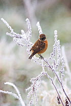 Common stonechat (Saxicola torquata) male in winter plumage perched in frost covered bush, Ibsley, Hampshire, England, December
