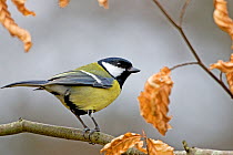 Male Great tit (Parus major) on branch, Ringwood, Hampshire, England, February