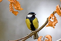 Male Great tit (Parus major) perched on branch, Ringwood, Hampshire, England, February