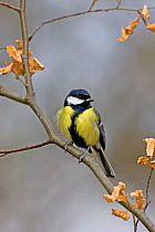 Great tit (Parus major) male on branch, Ringwood, Hampshire, England, February