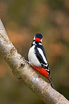 Male Great spotted woodpecker (Dendrocopos major) on branch, near Ringwood, Hampshire, England, February