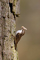 Eurasian treecreeper (Certhia familiaris) carrying nesting material to nest site behind the bark of an English / Pendunculate oak (Quercus robur) tree, Hampshire, England, March