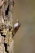 Eurasian treecreeper (Certhia familiaris) taking nesting material to nest site behind the bark of an English / Pendunculate oak (Quercus robur) tree, Hampshire, England, March