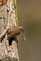 Eurasian treecreeper (Certhia familiaris) taking nesting material to nest site behind the bark of an English / Pendunculate oak (Quercus robur) tree, Hampshire, England, March